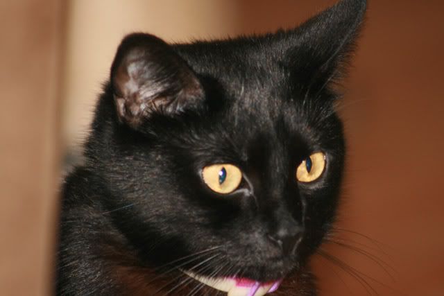 IMAGE: http://i140.photobucket.com/albums/r1/cbbeachbum/kitty_2.jpg