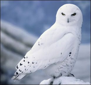 SNOW OWL Pictures, Images and Photos