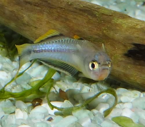 Blauaugen Bestandsliste - Aquarium Forum