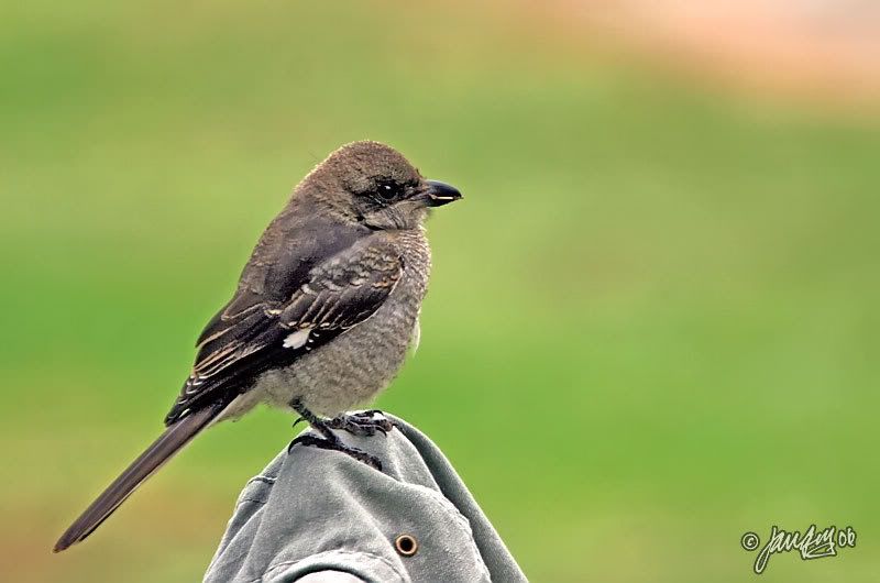 IMAGE: http://i140.photobucket.com/albums/r12/jgdphoto/0426.jpg