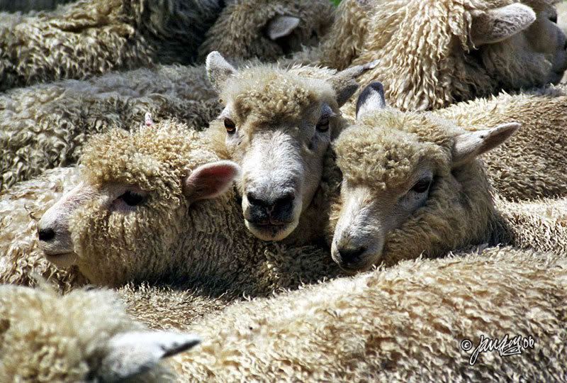 IMAGE: http://i140.photobucket.com/albums/r12/jgdphoto/9fau84.jpg