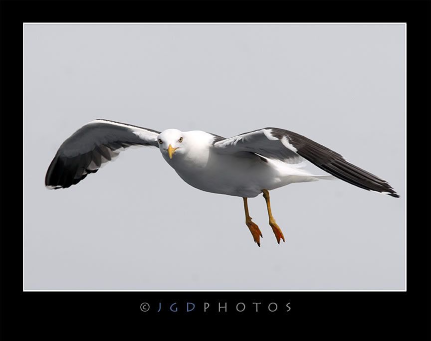 IMAGE: http://i140.photobucket.com/albums/r12/jgdphoto/B1.jpg