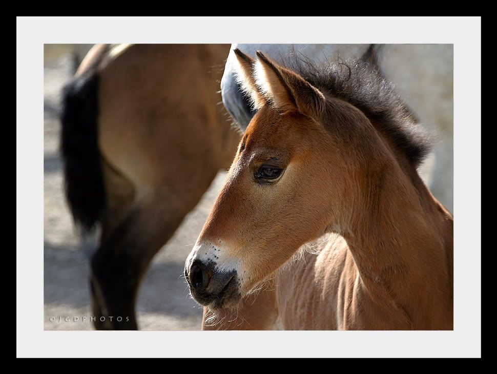 IMAGE: http://i140.photobucket.com/albums/r12/jgdphoto/Cad00098-2.jpg