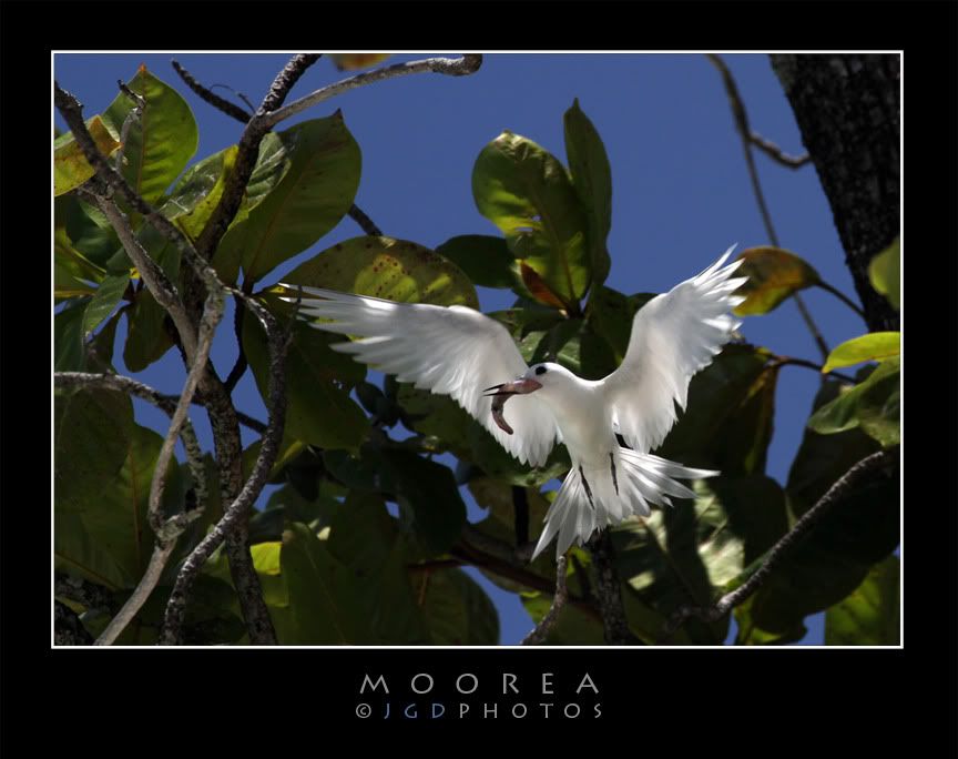 IMAGE: http://i140.photobucket.com/albums/r12/jgdphoto/Moorea.jpg