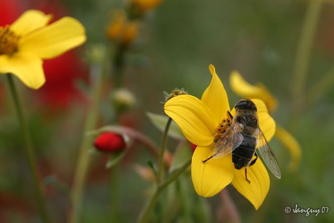 IMAGE: http://i140.photobucket.com/albums/r12/jgdphoto/ben0850-a.jpg