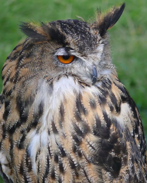 eagleowl.jpg