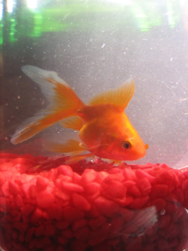 IMG_2125.jpg?t=1239318034