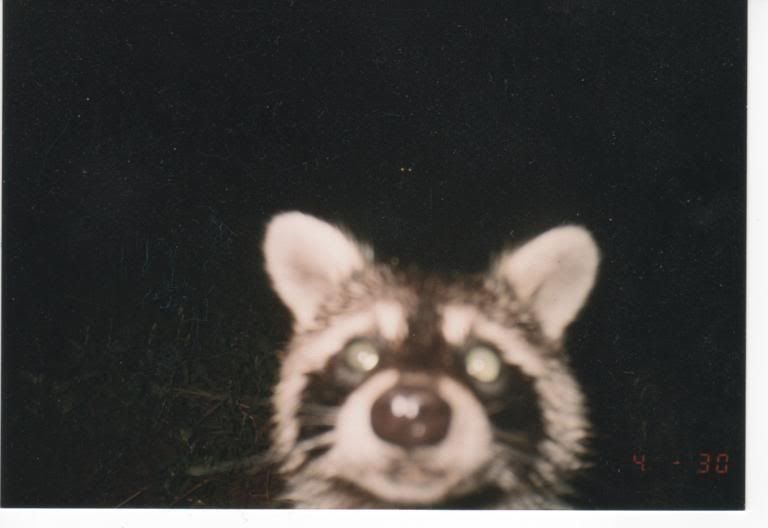 Coon.jpg