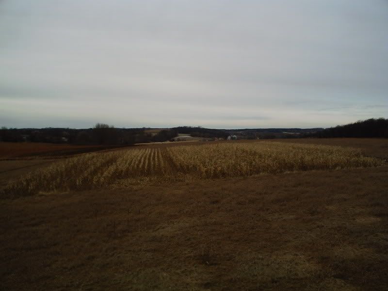 CornField.jpg