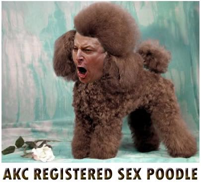Sex Poodle, Al Gore; Sex Poodle: AKC Registered Sex Poodle