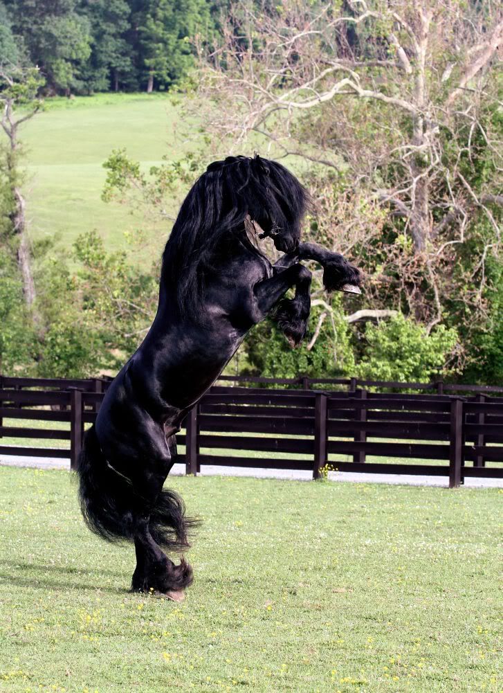 IMAGE: http://i140.photobucket.com/albums/r15/MysticalP/8733_colorshift.jpg