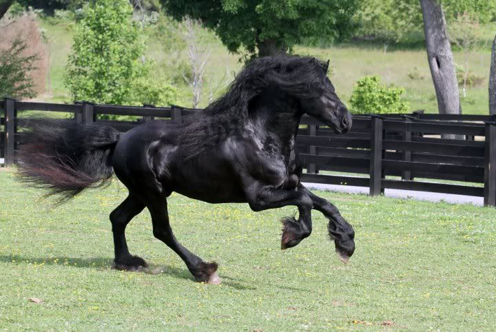 IMAGE: http://i140.photobucket.com/albums/r15/MysticalP/RunningFriesian-1.jpg