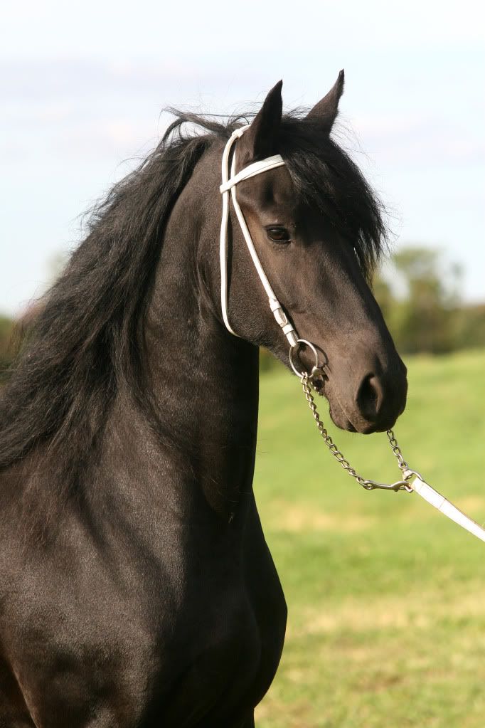 IMAGE: http://i140.photobucket.com/albums/r15/MysticalP/aIMG_3953.jpg