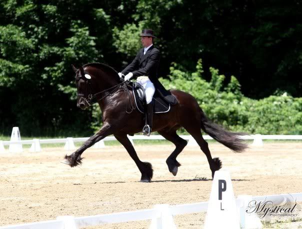 IMAGE: http://i140.photobucket.com/albums/r15/MysticalP/friesian1.jpg