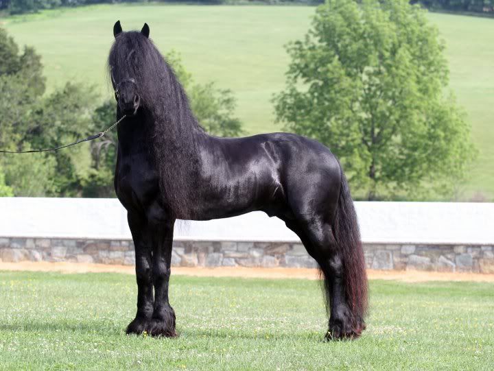 IMAGE: http://i140.photobucket.com/albums/r15/MysticalP/romke.jpg