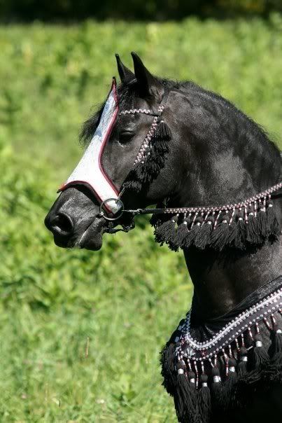 IMAGE: http://i140.photobucket.com/albums/r15/MysticalP/steffe1.jpg