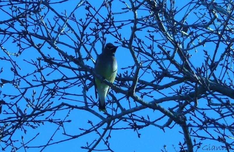 CedarWaxwingb.jpg