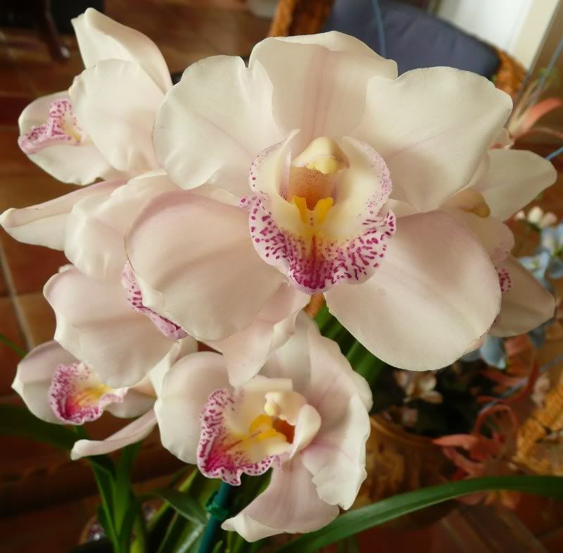 Cymbidium4.jpg