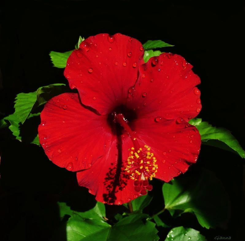 Hibiscus1.jpg