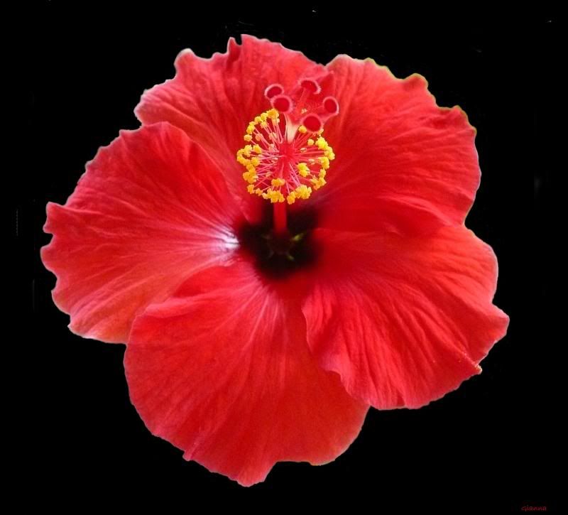 Hibiscus3.jpg