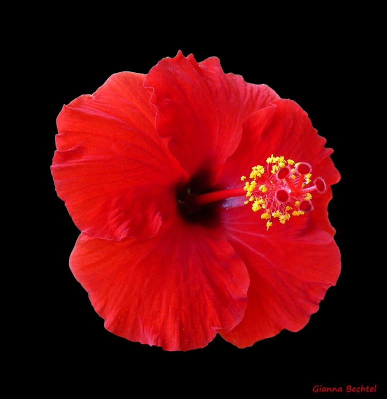 Hibiscus5.jpg