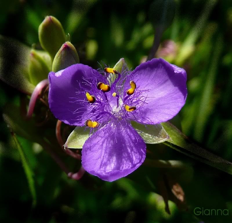 Spiderwort.jpg