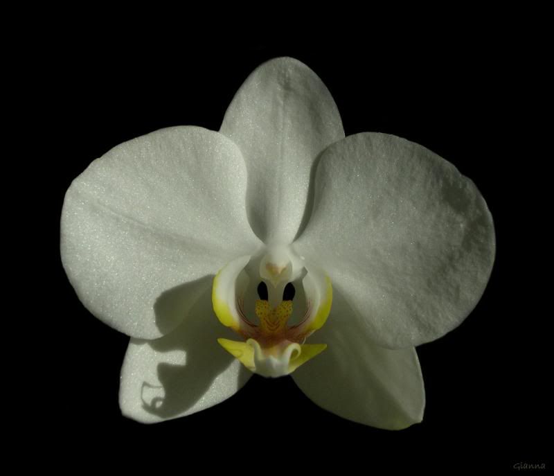 WhitePhalaenopsis.jpg