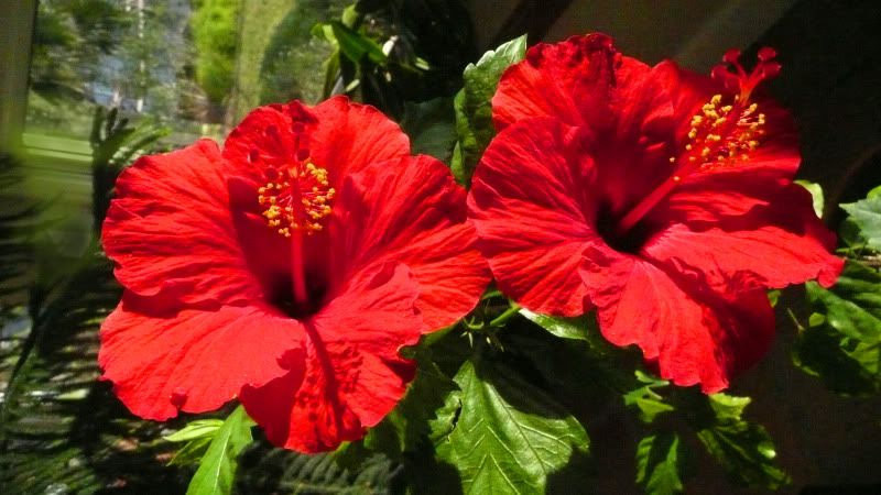 doublehibiscus.jpg