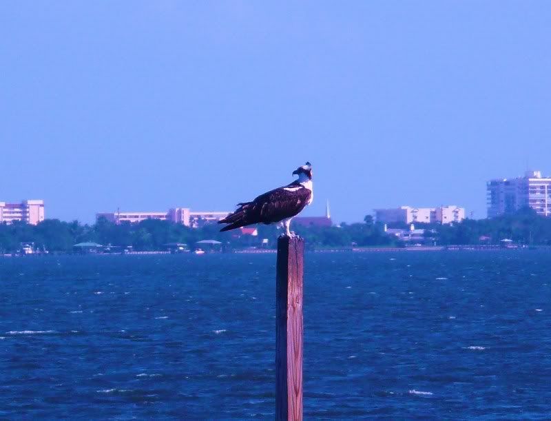 osprey2008132.jpg