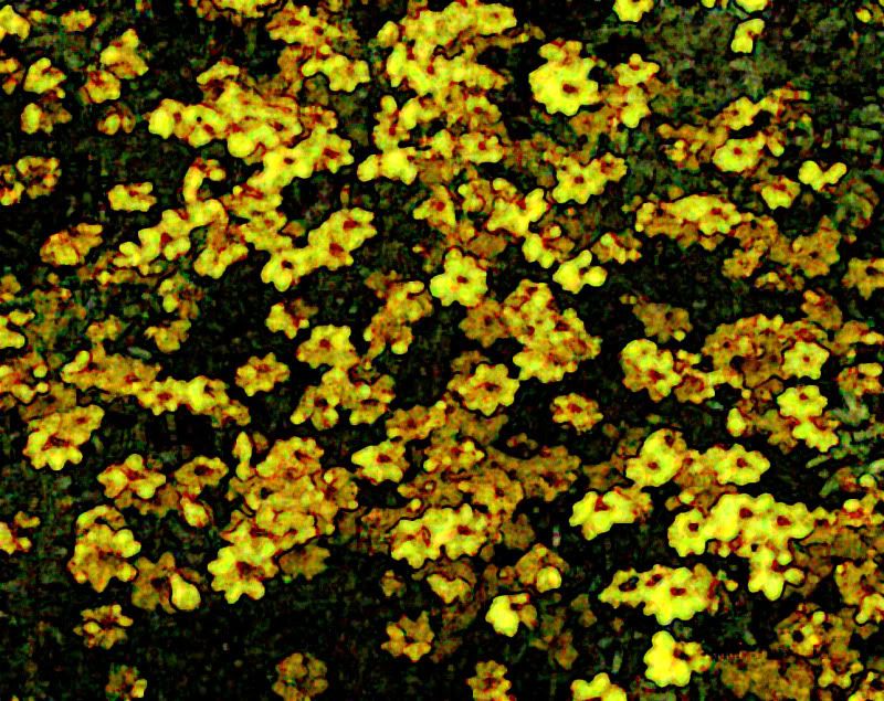 tagetes2.jpg