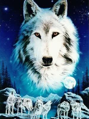 Wolf Brothers Pictures, Images and Photos