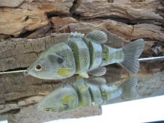 baby bluegill, sinking, 4", 1.2 oz.