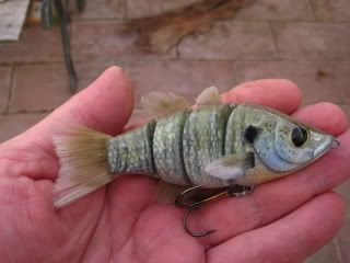 little bluegill, 4