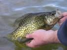 yellow crappie