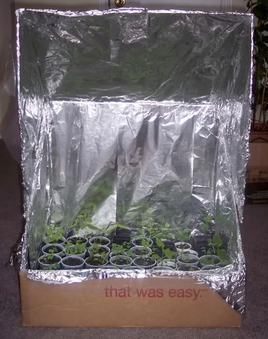 greenhouseindoors1.jpg