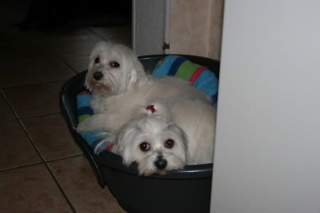 Billie en Yenna</font><br/></td>
</tr>
										<tr>
											<td height=