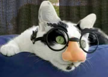 Funny cat photo: Groucho Marx Cat Catnglassescopy.jpg