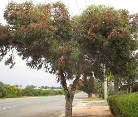 coral gum tree