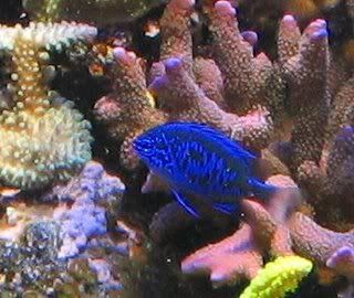 bluereefchromis.jpg