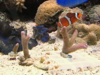 deeppurplemontifrags-4-23-07.jpg