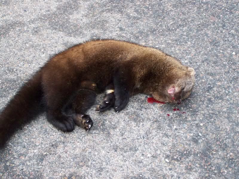Fisher Cat 02/18/11 at 01:33:13. this thing was the size of a big racoon i'd say 30+ pounds with feet and claws like a mini bear