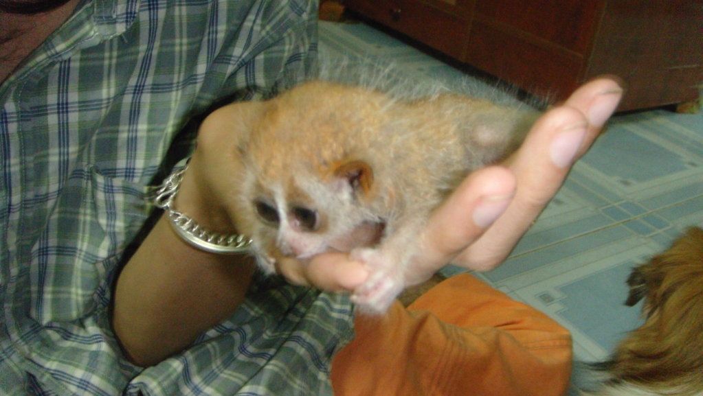 Hình đã gửi