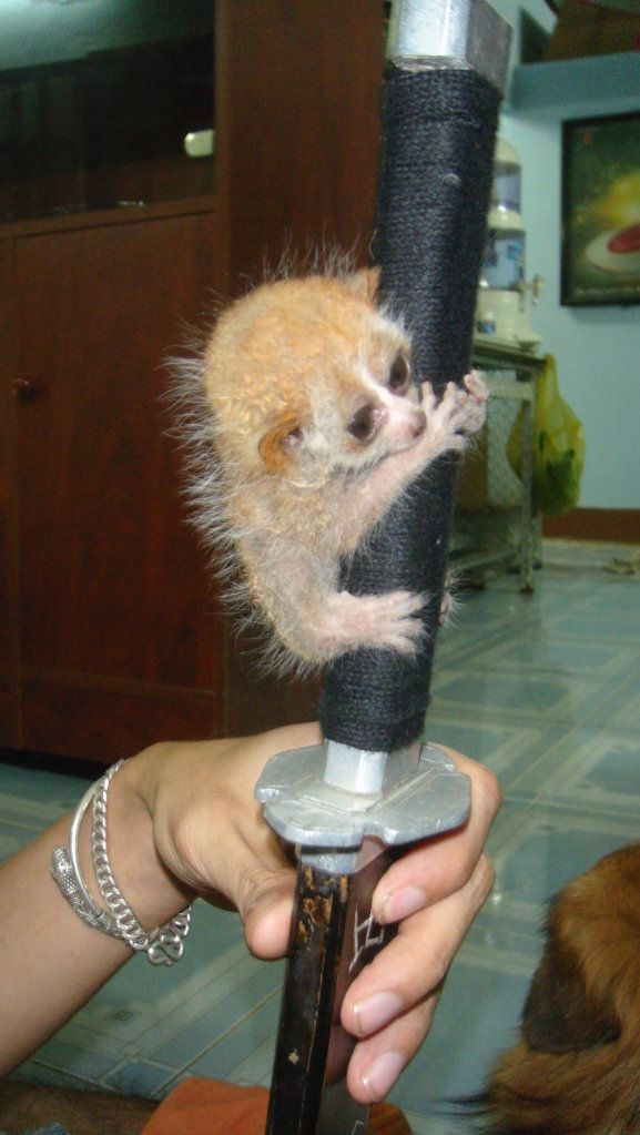 Hình đã gửi