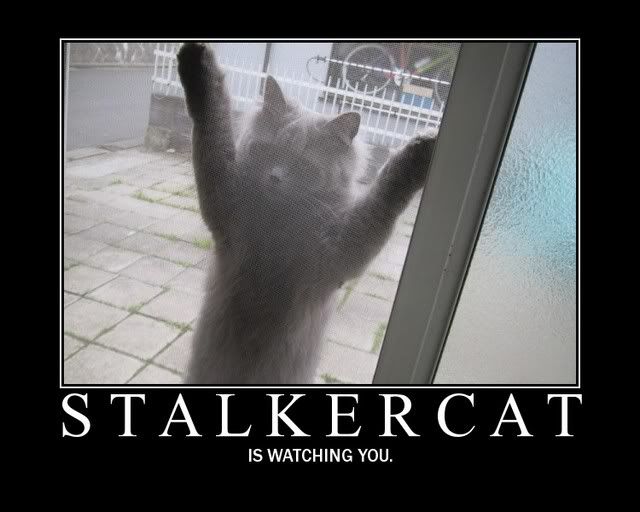 Stalkercat.jpg