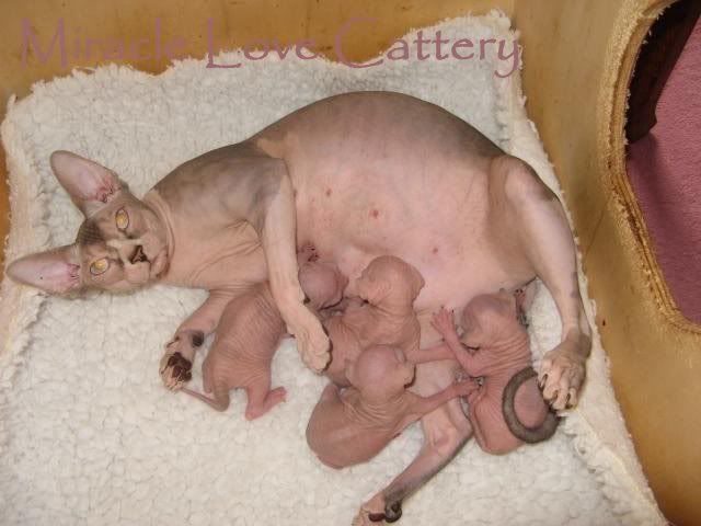 Sphynx kittens and mom