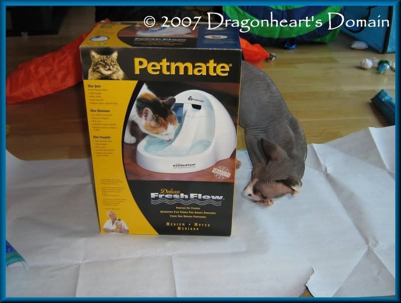 Dragonheart checking out his gift