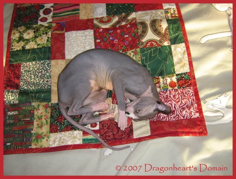 Holiday Gizzy Quilt and Nip Ravioli