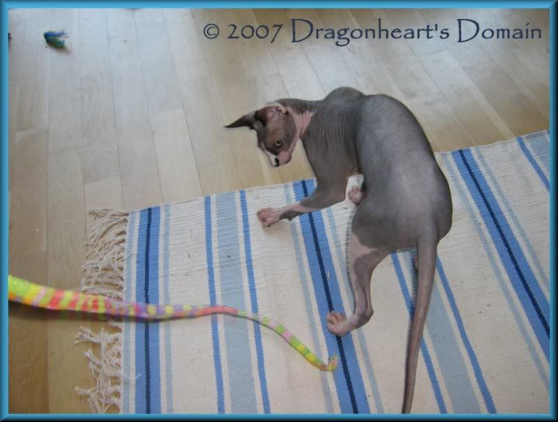 Dragonheart playing with the Cat Charmer