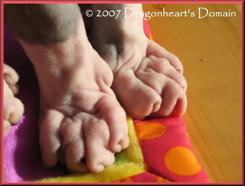 Dragonheart's Toes