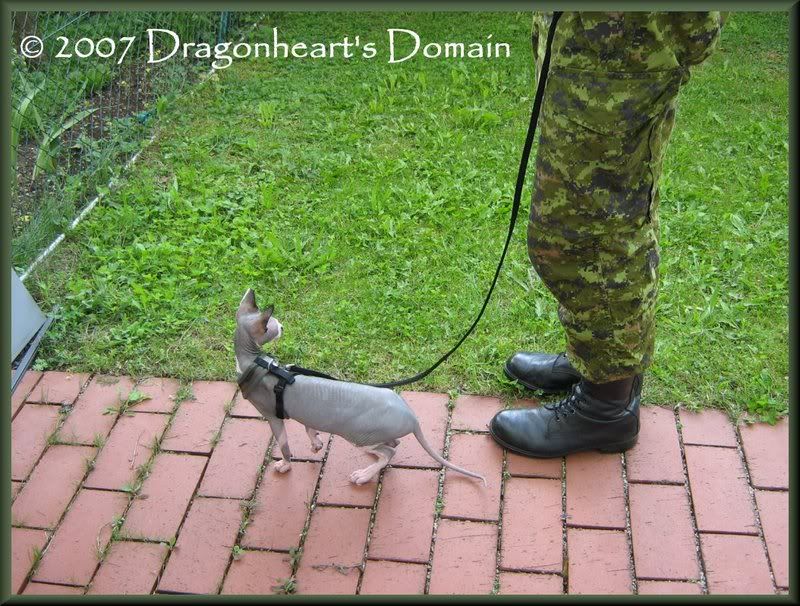 Dragonheart on his harness